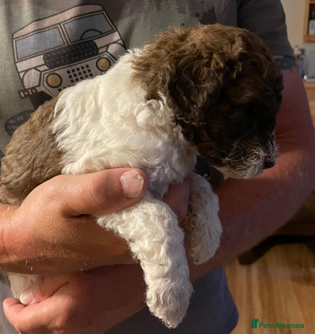 Mixed Breed dogs for sale: St Berdoodle ( St Bernard x Standard poodle) - Image 17