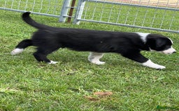 Border Collie dogs for sale: Beautiful border collie puppies  - Image 7