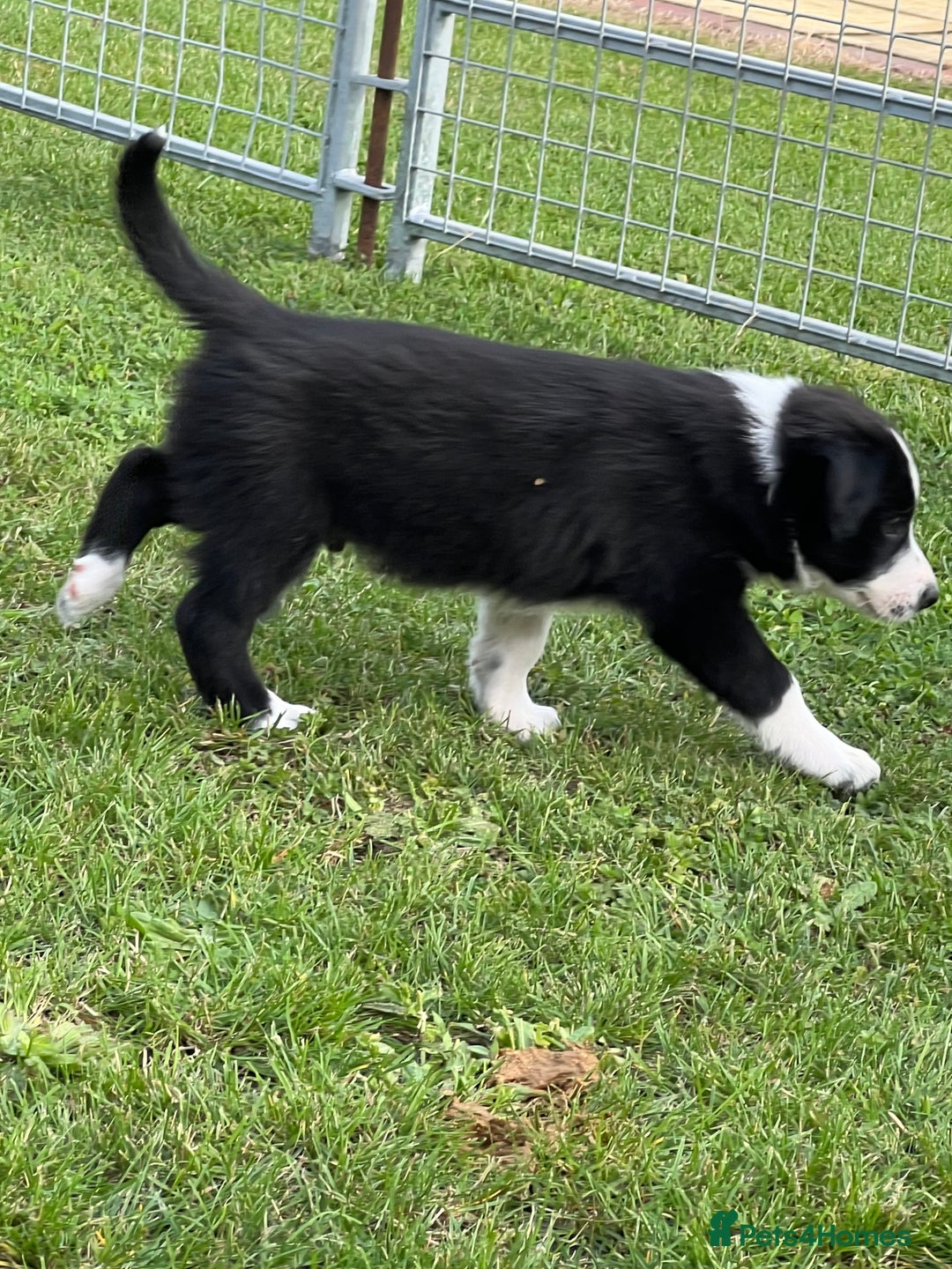 Border Collie dogs for sale: Beautiful border collie puppies  - Image 7