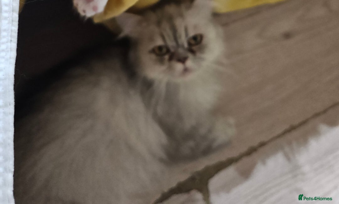 Persian cats for sale: Adorable Persian kittens - Advert 3