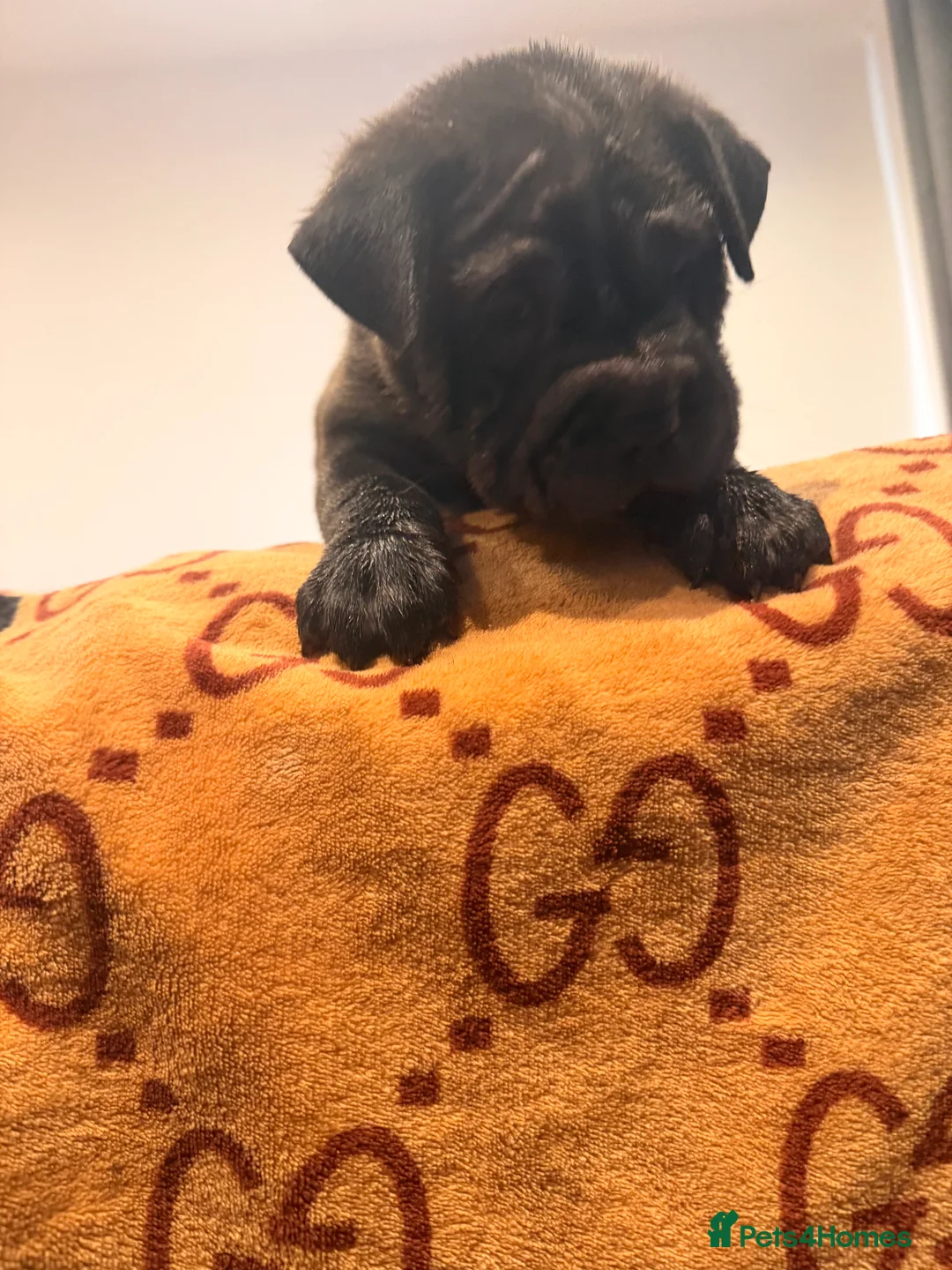 Mixed Breed dogs for sale: PUPPIES READY FOR NEW HOMES - 8 WEEKS+ OLD  - Advert 18