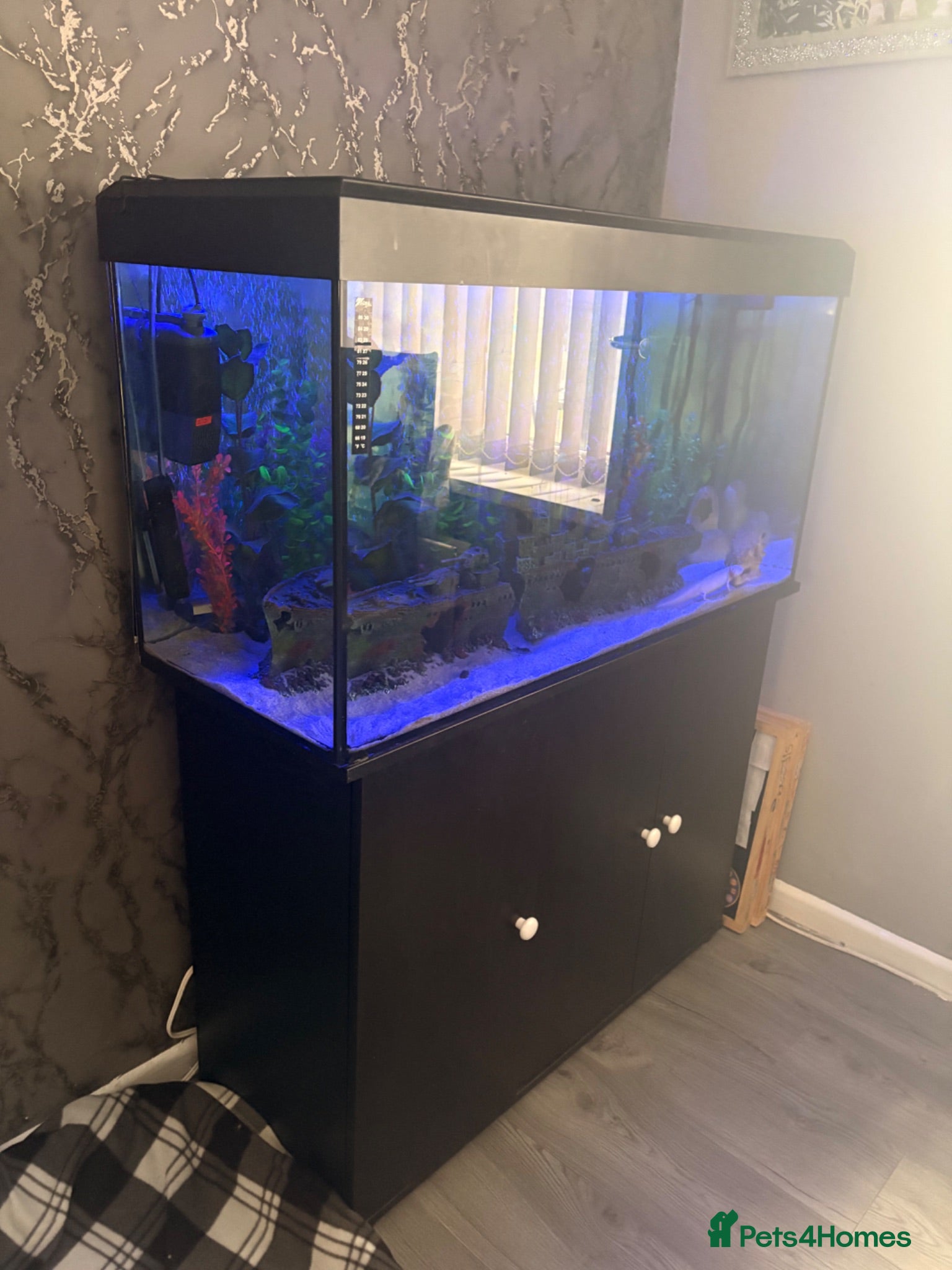 Axolotl reptiles Full large Axolotl set up with 2 axolotls  - Advert 5