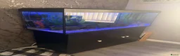 Axolotl reptiles for sale: Full large Axolotl set up with 2 axolotls  - Advert 2