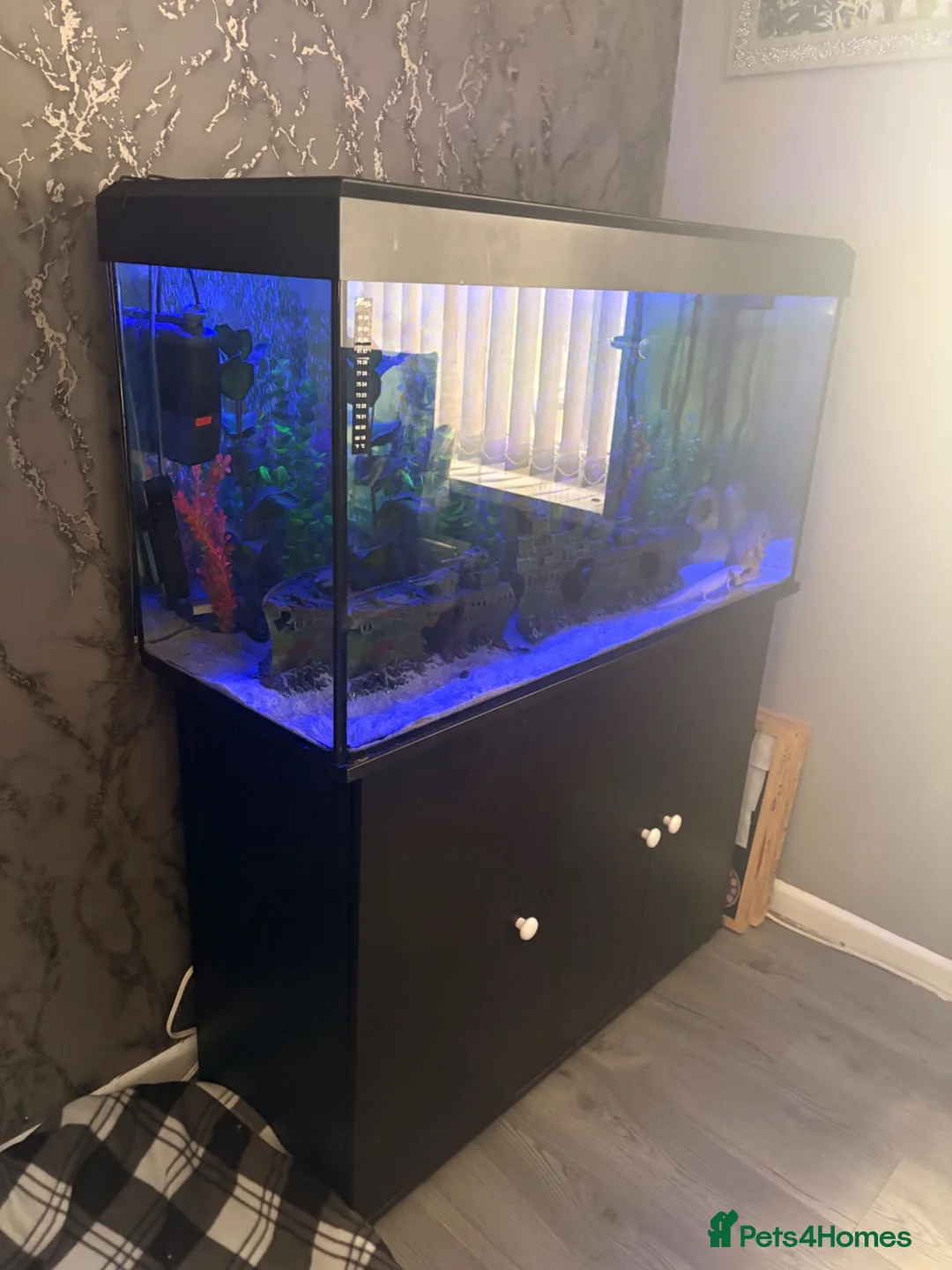 Axolotl reptiles for sale: Full large Axolotl set up with 2 axolotls  - Advert 2