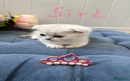 Scottish Fold cats for sale: 2 Scottish Girls  - Image 16
