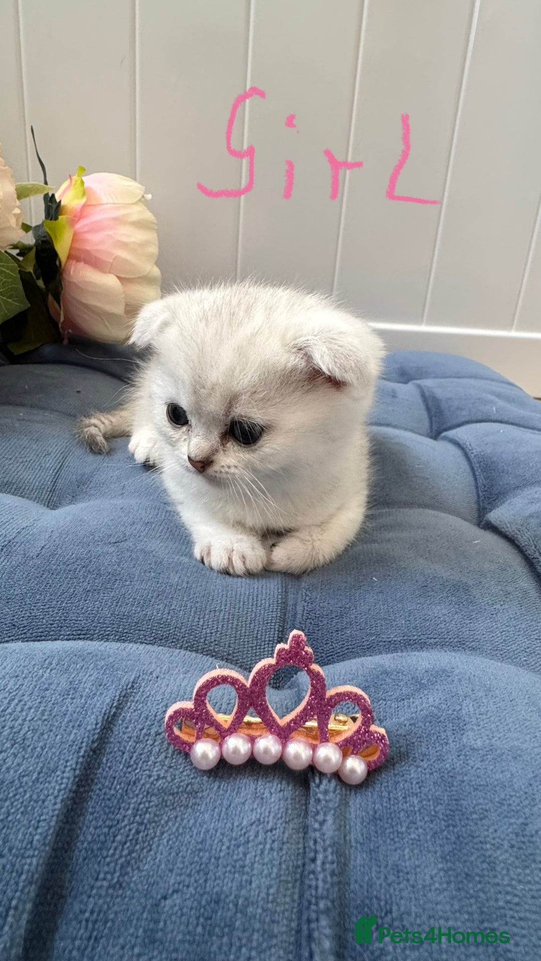Scottish Fold cats for sale: 2 Scottish Girls  - Image 16
