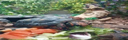 Tortoise reptiles for sale: Red footed tourtise  in Birmingham - Advert 3