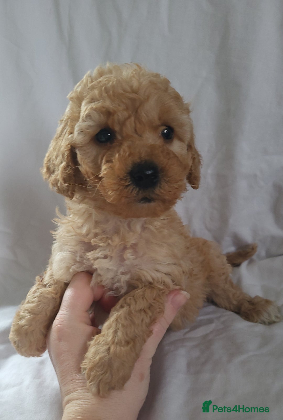 Maltipoo dogs for sale: Maltpoo puppies 5🌟licence breeder  - Advert 10