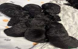 Bernedoodle dogs for sale: Bernedoodle puppies  - Image 3