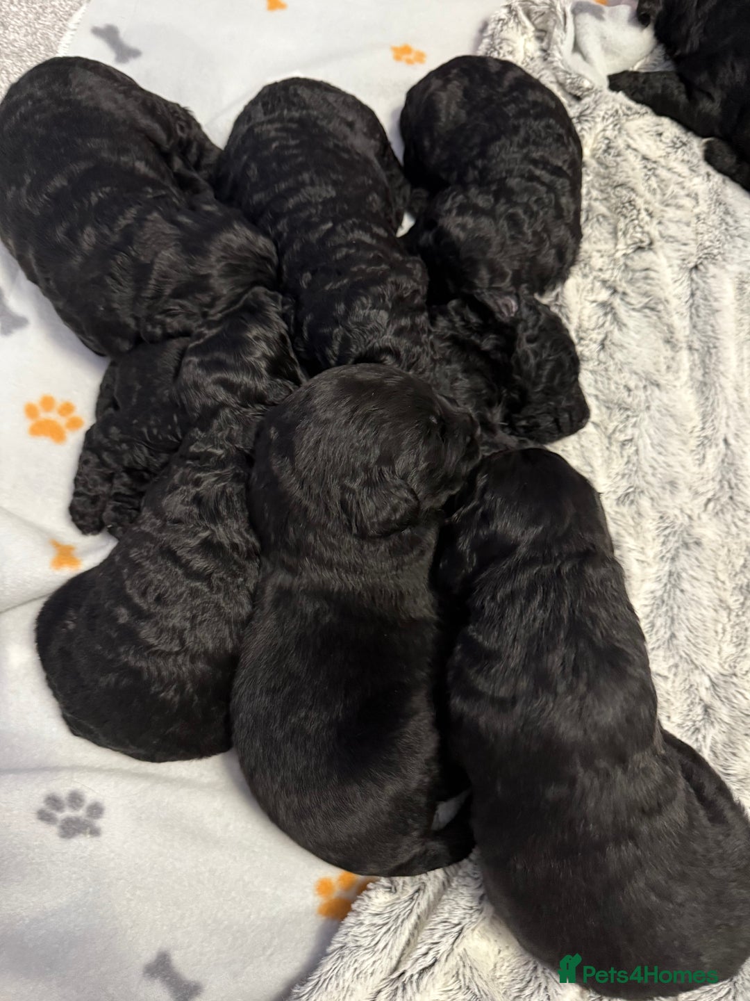 Bernedoodle dogs for sale: Bernedoodle puppies  - Image 3
