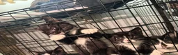 Mixed Breed cats for sale: Kittens need a new home in Wolverhampton - Advert 5
