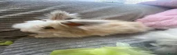 Angora rabbits for sale: English Full Face Angora Kits - Advert 9