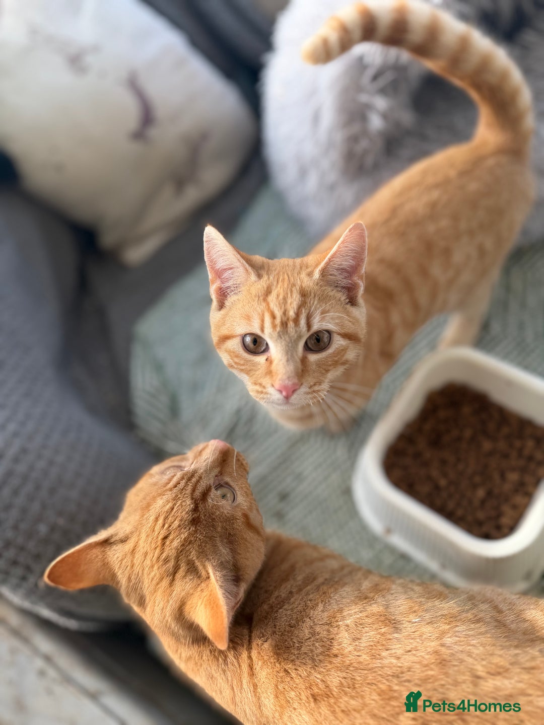 Mixed Breed cats for sale: Ginger Kitten For Sale - Advert 3