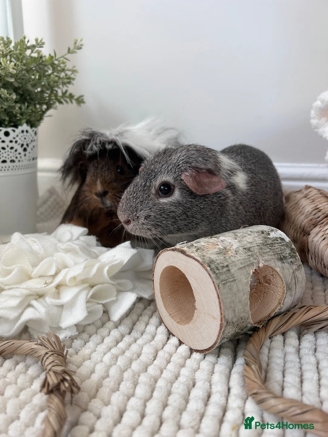 Guinea Pig rodents for sale: 2 Female BONDED Guinea Pigs  - Advert 2