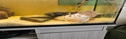 Catfish fish for sale: Clarias catfish in Doncaster - Advert 4