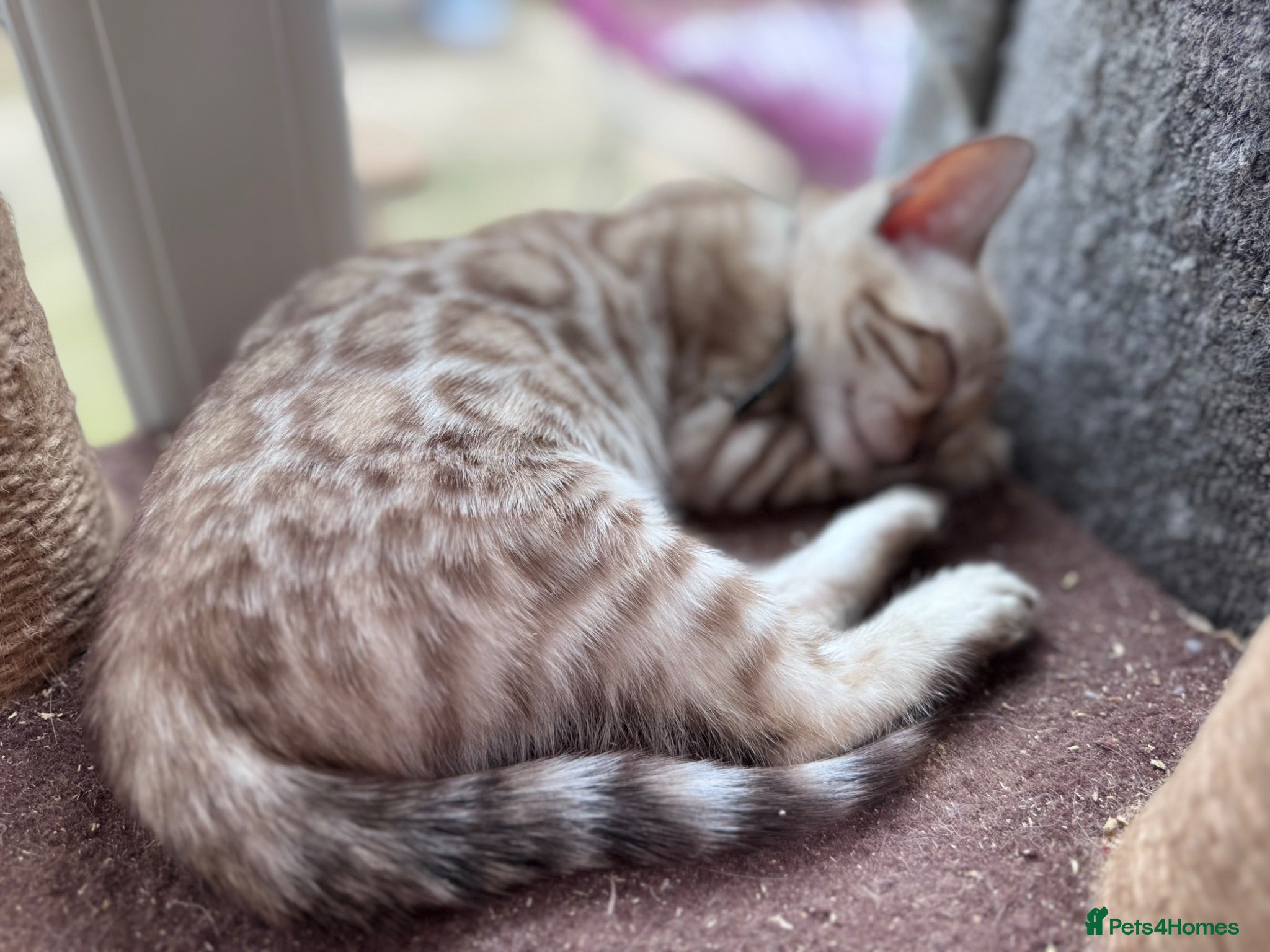 Bengal cats Ready to Leave Now - TICA Reg Bengal Kittens.  - Advert 1
