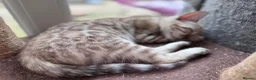 Bengal cats for sale: Price Heavily Reduced. Ready to Leave Now. TICA - Advert 6