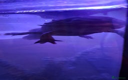 Axolotl reptiles for sale: Axolotls  - Image 25