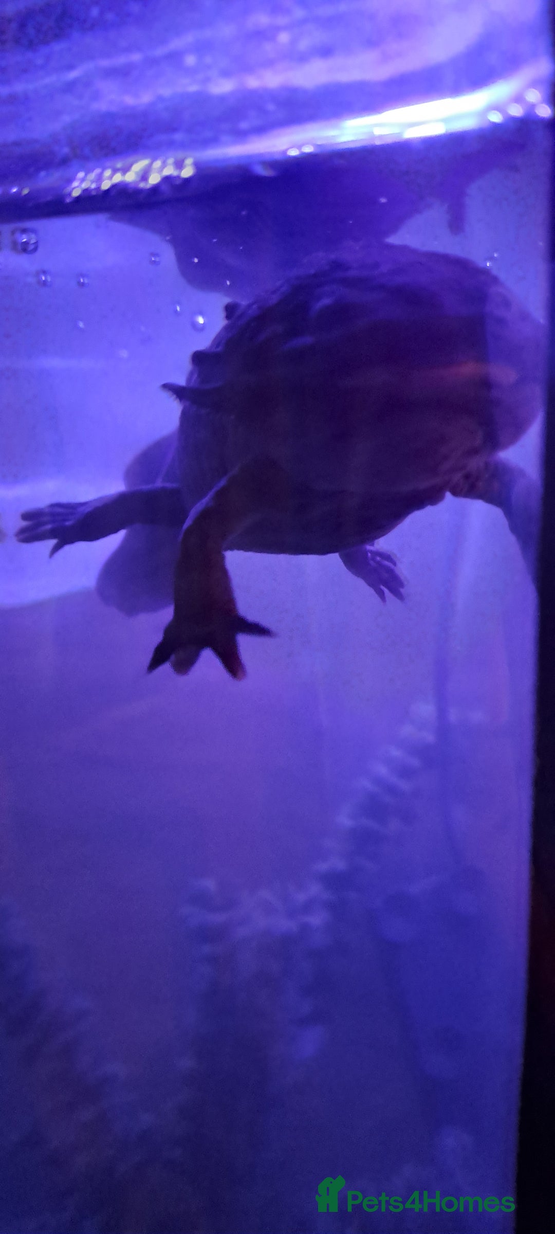 Axolotl reptiles for sale: Axolotls  - Image 25