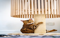 Bengal cats for sale: One of the kind Bengal Female -TICA reg.-Wild look - Image 5
