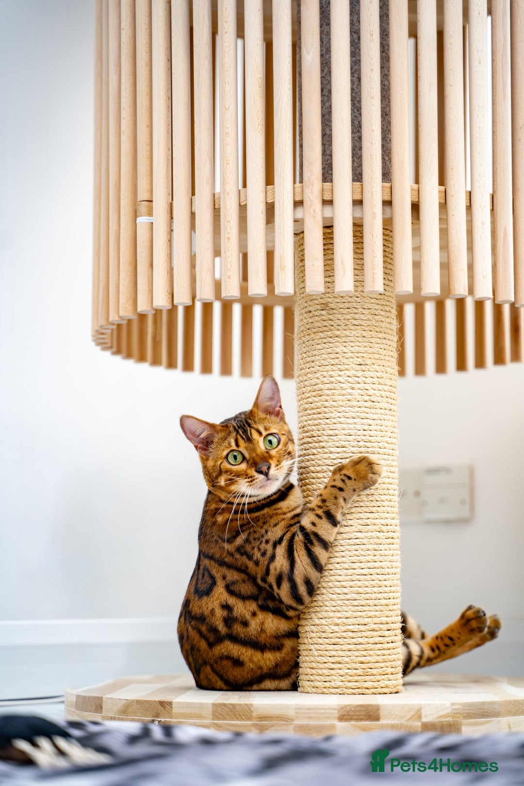 Bengal cats for sale: One of the kind Bengal Female -TICA reg.-Wild look - Image 5