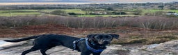 Labrador Retriever dogs for stud: Proven KC registered black field lab, for stud in Wirral - Advert 8