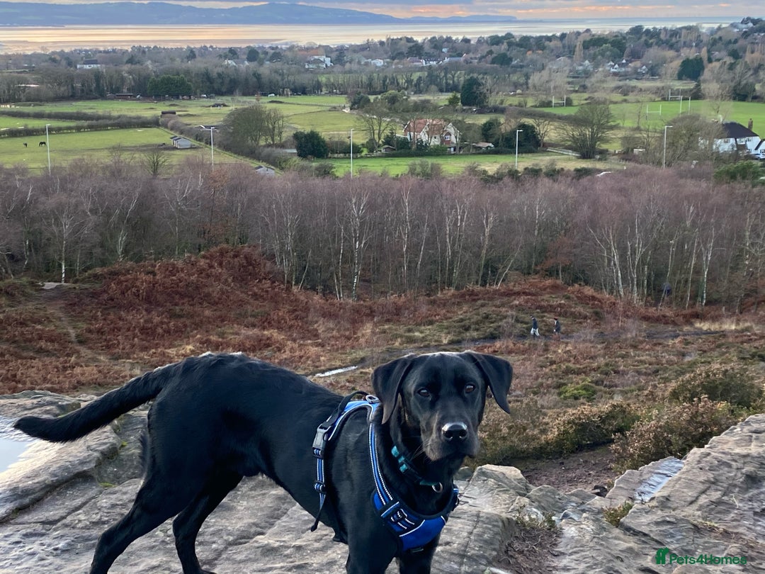 Labrador Retriever dogs for stud: Proven KC registered black field lab, for stud in Wirral - Advert 8