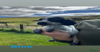 Cocker Spaniel dogs - Advert 6