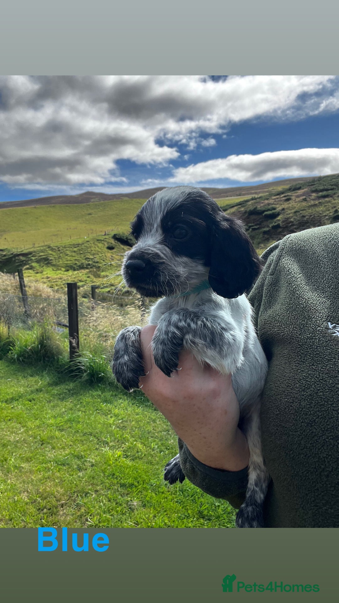 Cocker Spaniel dogs for sale: Cocker Spaniel Puppies  - Image 3