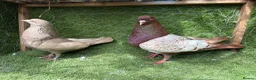 Pigeons birds for sale: Premium Breeding Pigeons Top Quality Pairs Availab - Advert 4