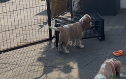 Cavalier King Charles Spaniel dogs for sale: Cavalier King Charles Spaniel  - Image 18