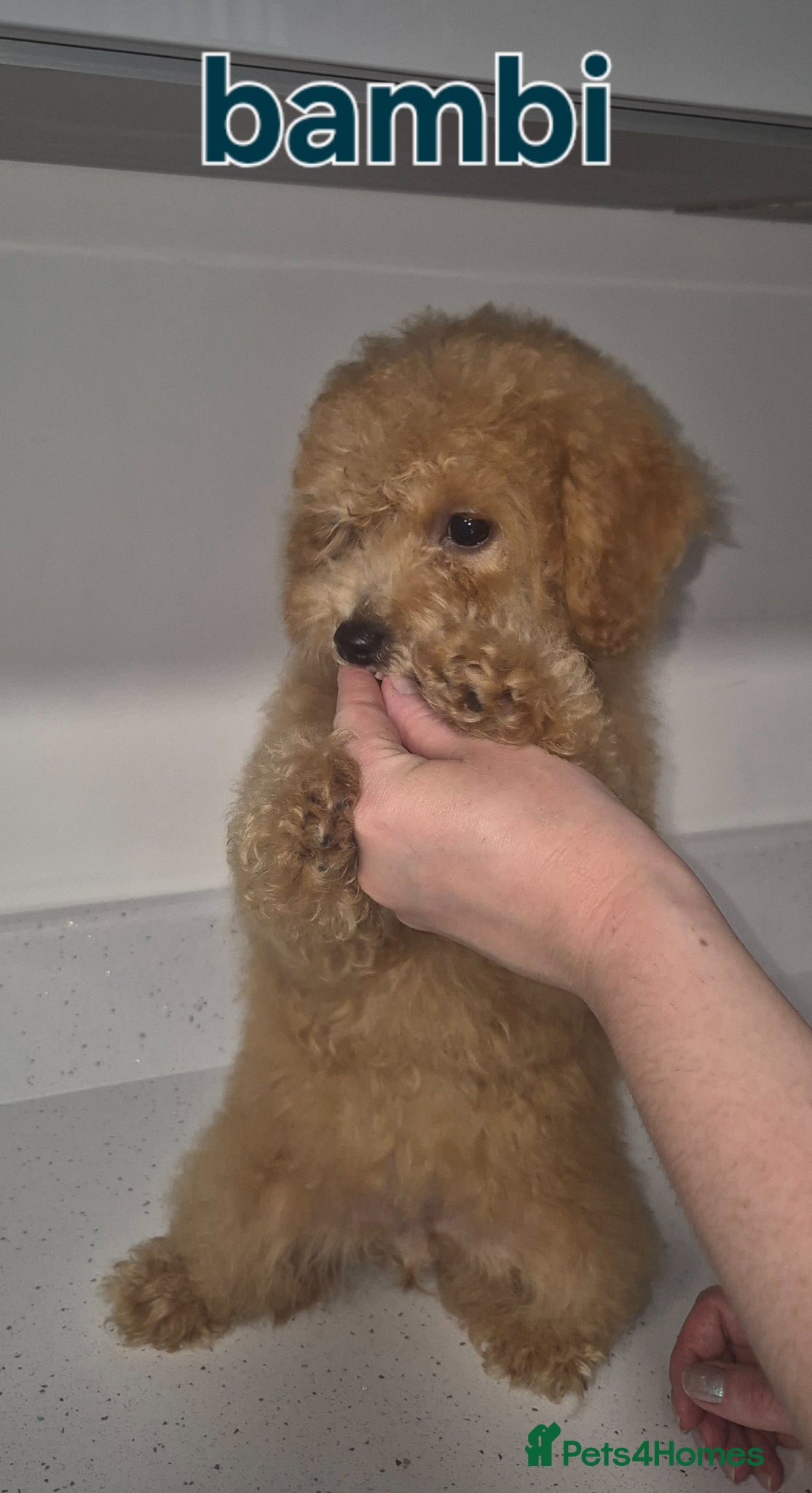 Poochon dogs Poochon - Advert 1
