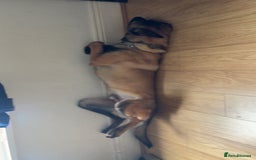 Mixed Breed dogs for sale: Belgian malinois X german shepherd  - Image 7