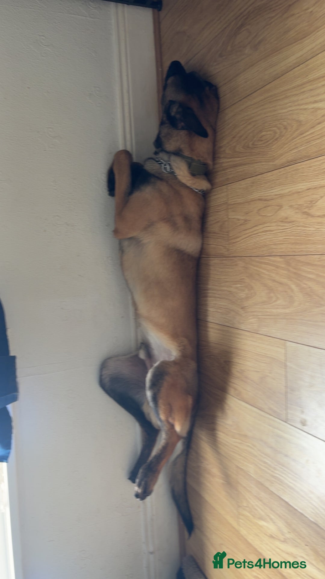 Mixed Breed dogs for sale: Belgian malinois X german shepherd  - Image 7