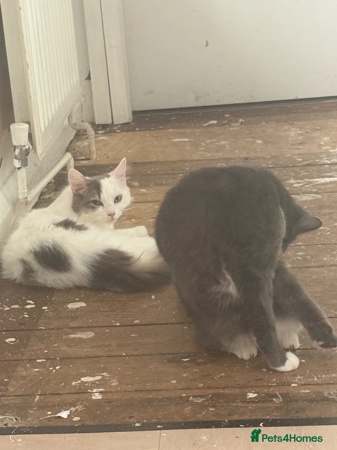 British Shorthair cats for sale: 2 bonded female cats - Advert 1