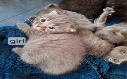 Scottish Fold cats for sale: 7 kittens for sale - ready 16th december - Image 8