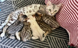 Bengal cats for sale: 5 Exceptional TICA Registered Glitter Bengals  in Bristol - Image 20
