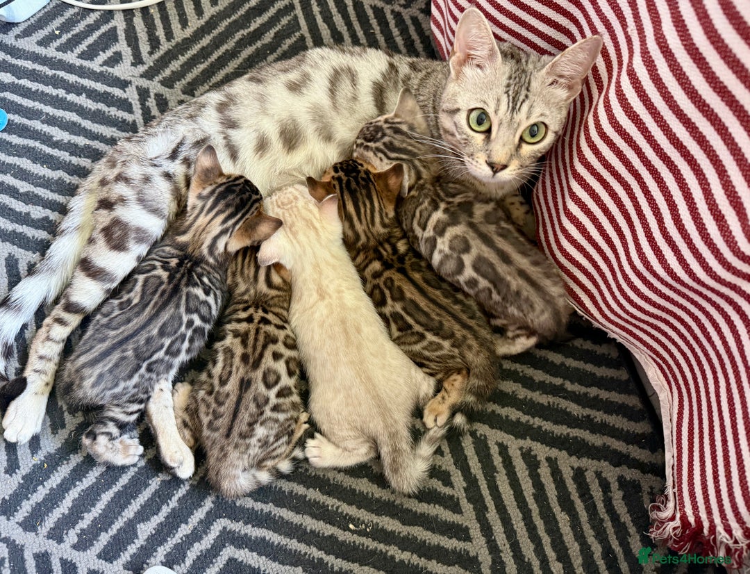 Bengal cats for sale: 5 Exceptional TICA Registered Glitter Bengals  in Bristol - Image 20