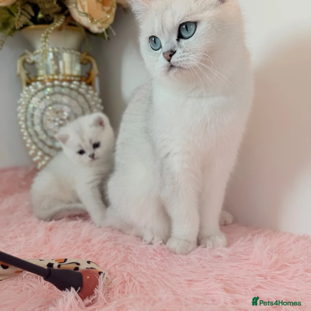British Shorthair cats for sale: TICA British short hair boy  - Advert 1