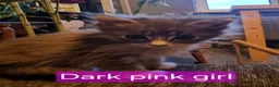 Maine Coon cats for sale: Adorable GCCF Main Coon kittens - Advert 3