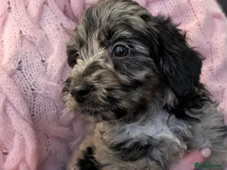 Jackapoo dogs Beautiful Jackapoo puppies - Advert 1