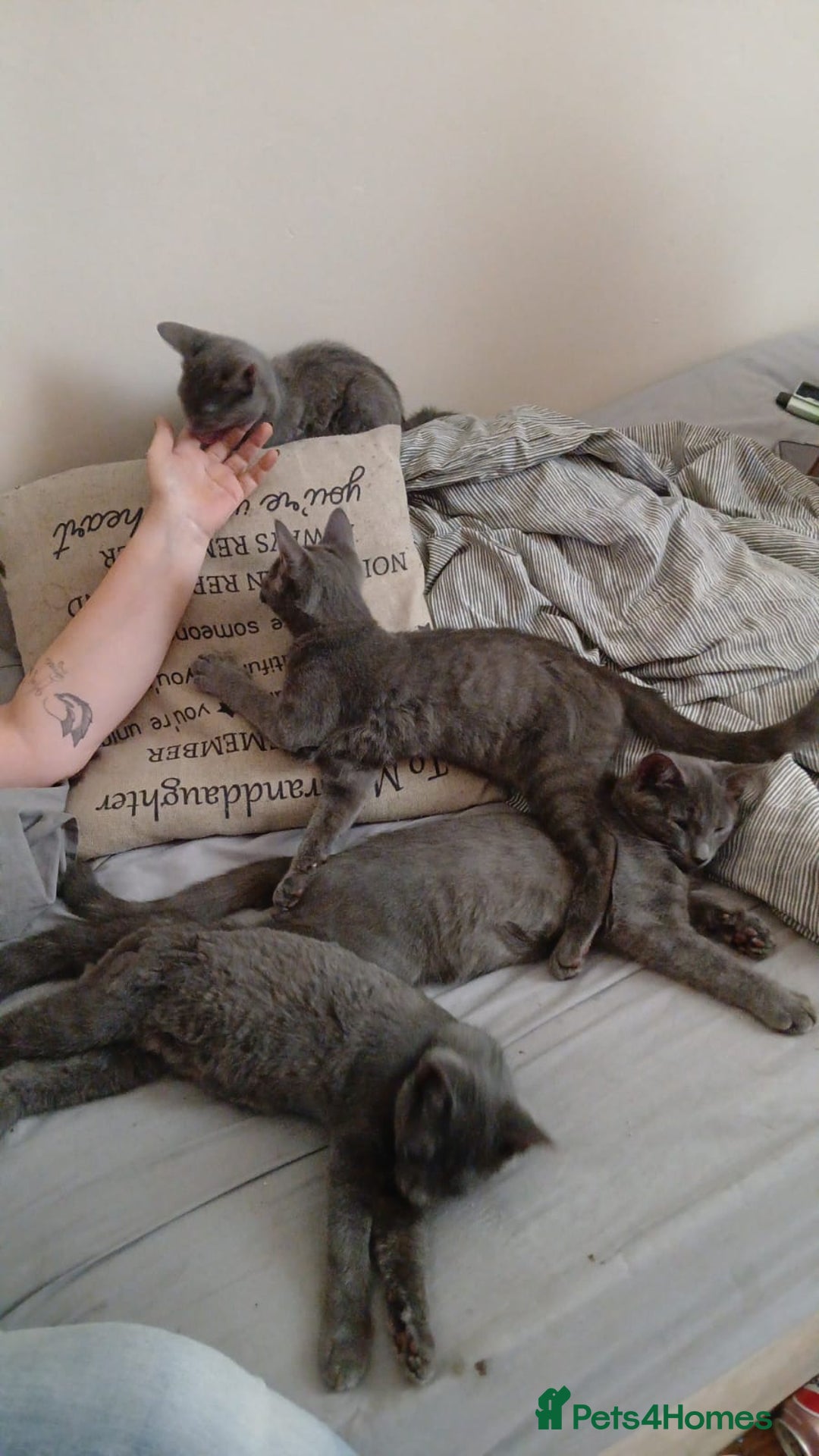 Russian Blue cats for sale: Russian blue cats - Advert 4