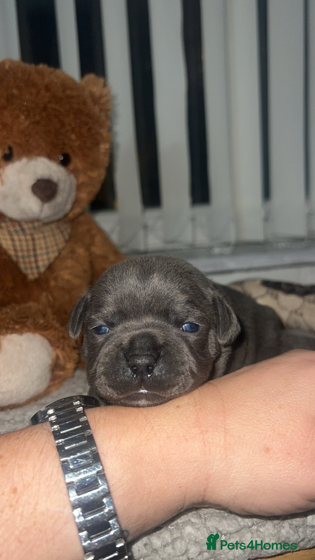 Staffordshire Bull Terrier dogs for sale: 🏆  GRAND CHAMPION Staffordshire Bull Terrier Pups - Image 14