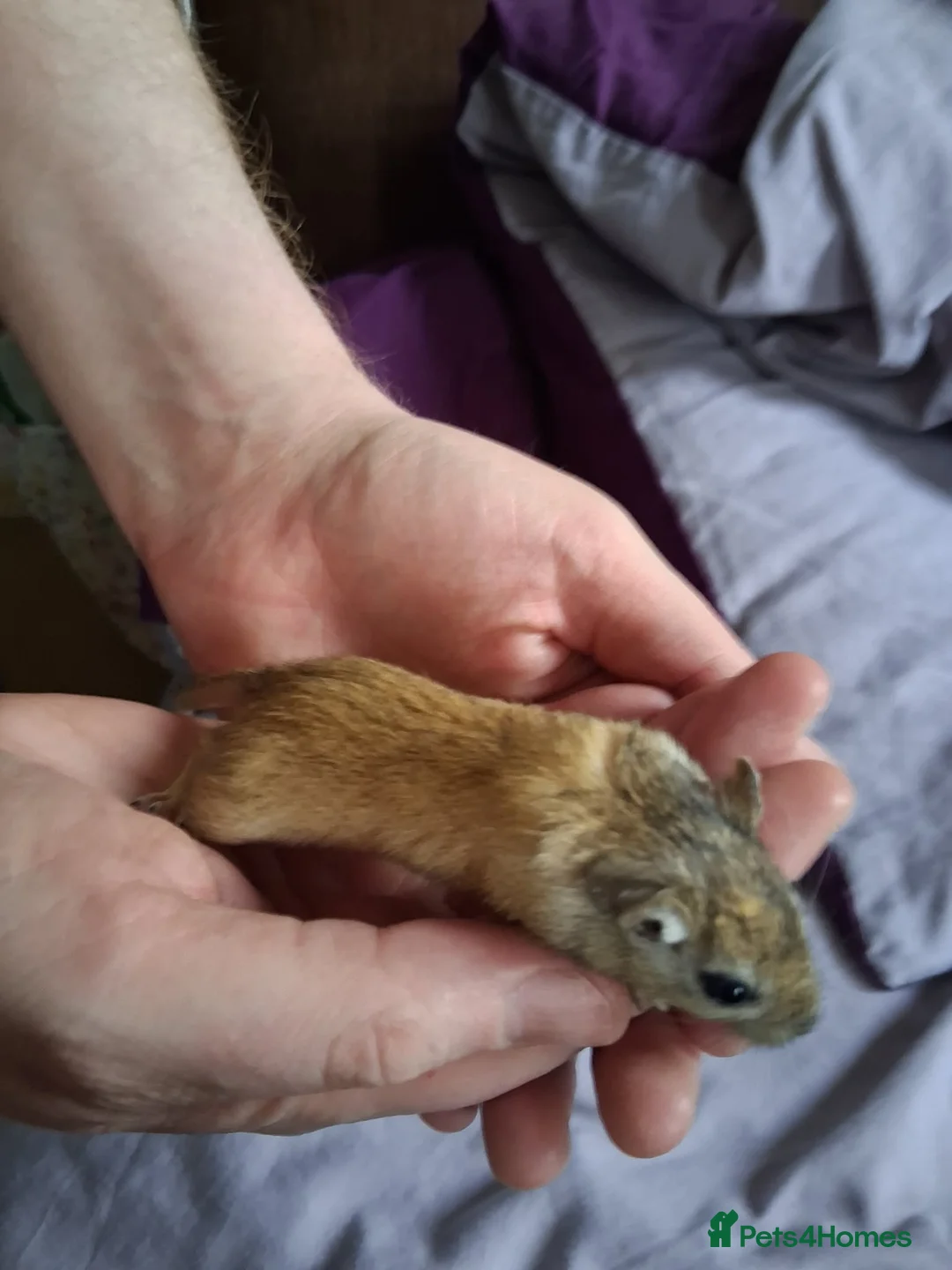 Gerbil rodents for sale: 4 gerbils - Advert 3