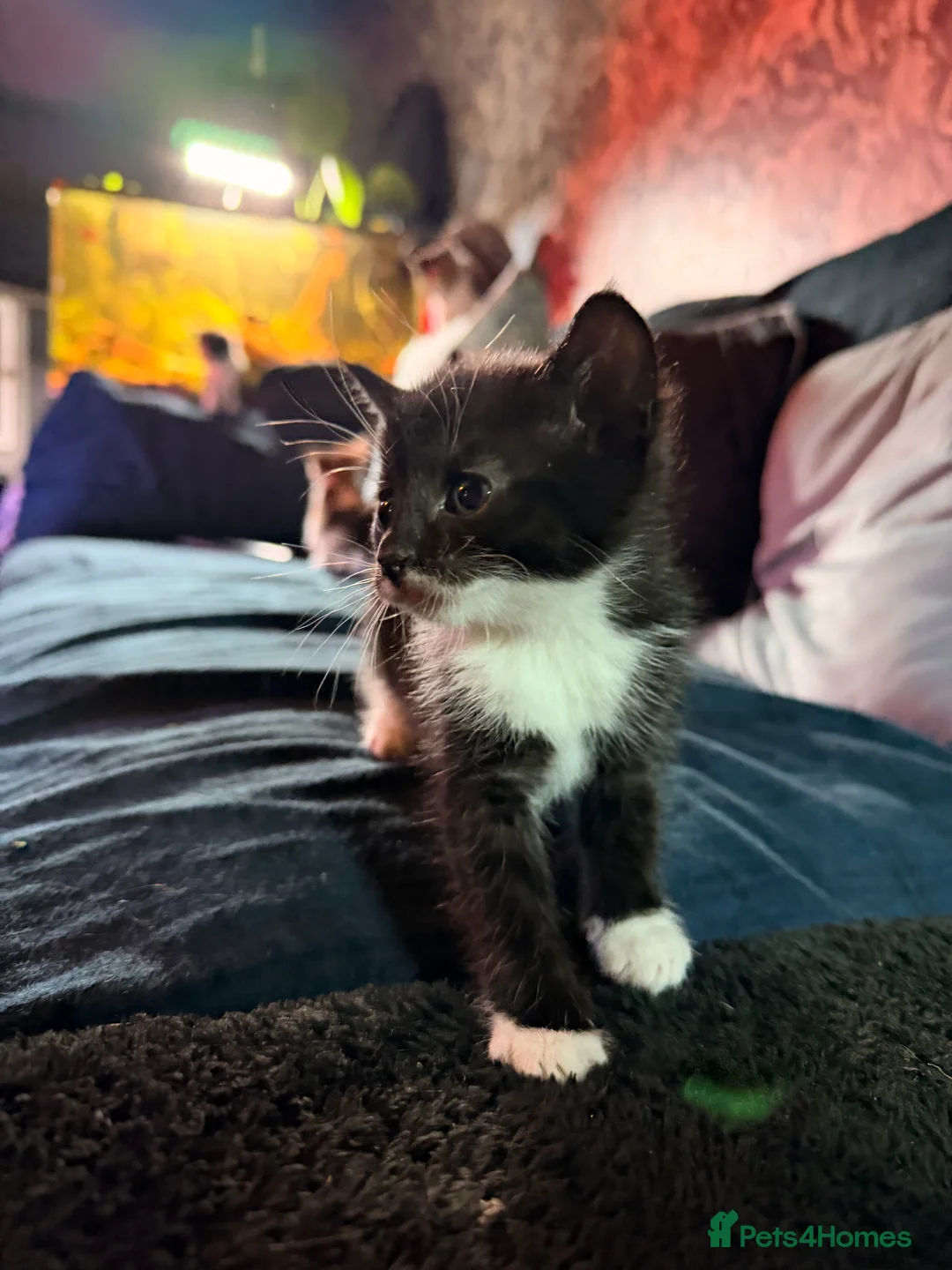 Domestic Shorthair cats for sale: 4 beautiful girl kittens  - Advert 14