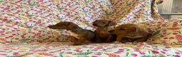 Mixed Breed dogs for sale: Miniature jack russel X Miniature dachshund  - Advert 14