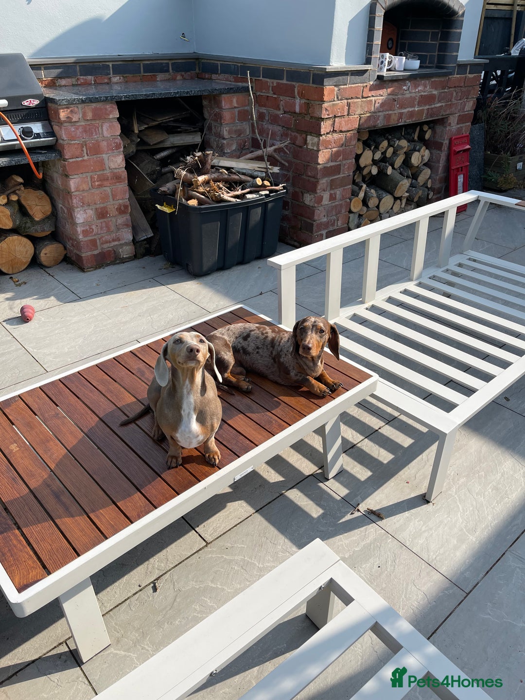 Miniature Dachshund dogs for sale: 7 Miniature Dachshunds for sale - Image 4