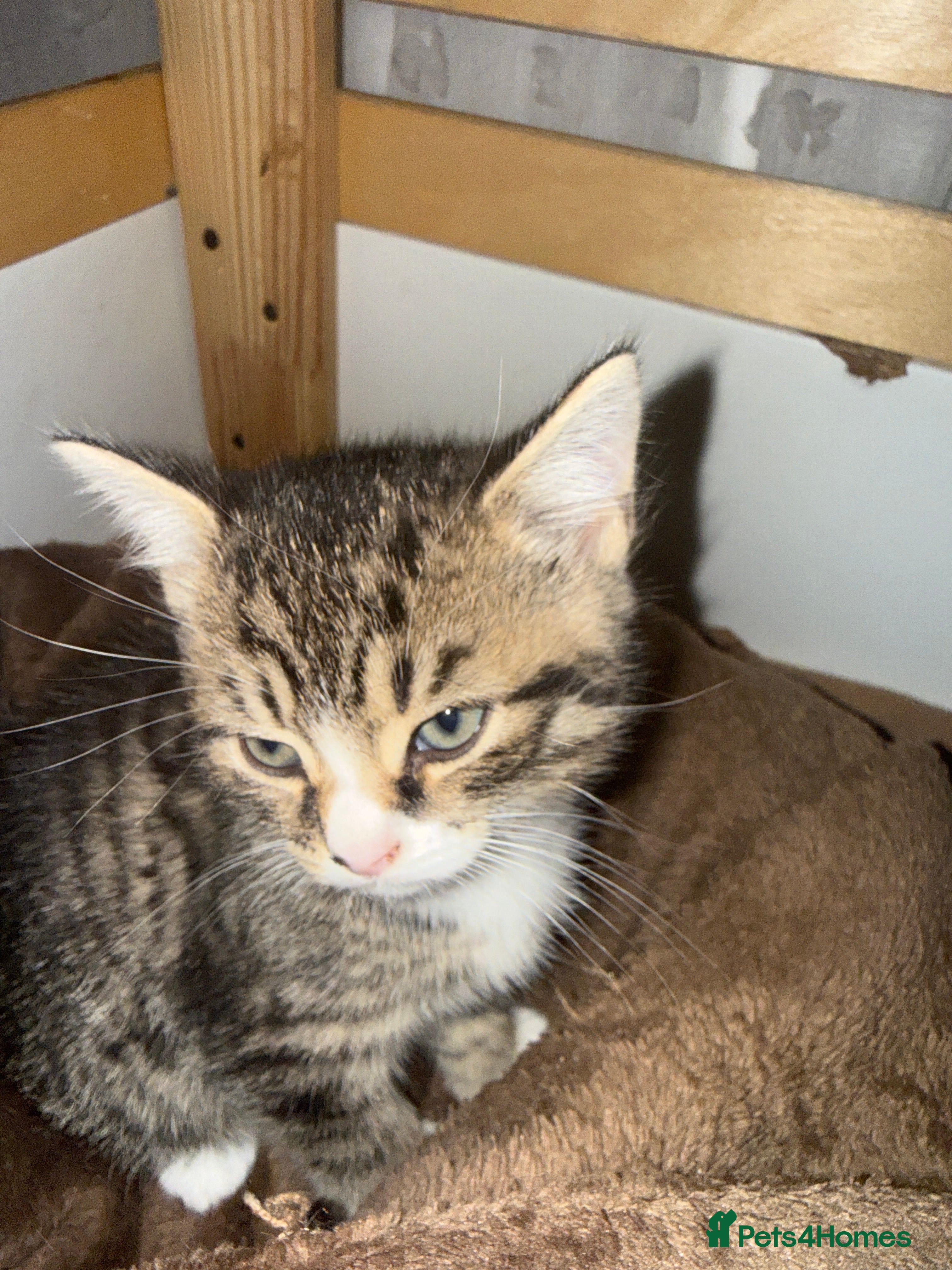 Mixed Breed cats Mixed breed tabby domestic kittens - Advert 1