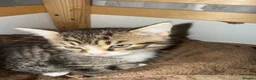 Mixed Breed cats for sale: Mixed breed tabby domestic kittens in Birmingham - Advert 1