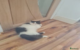 Persian cats for sale: Persian girls for sale  - Image 3